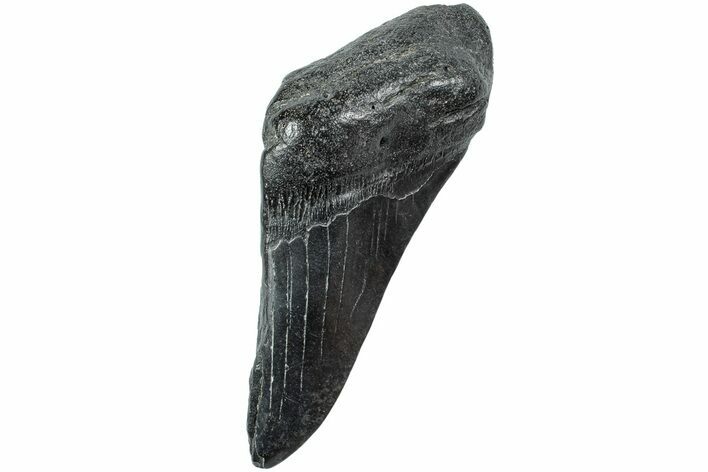 Partial Megalodon Tooth - South Carolina #226542